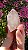 Pink Sugar - Imagem 1