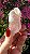 Pink Sugar - Imagem 1