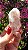 Pink Sugar - Imagem 2