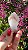 Pink Sugar - Imagem 1