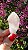 Pink Sugar - Imagem 2