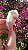 Pink Sugar - Imagem 2