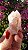 Pink Sugar - Imagem 1