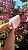 Pink Sugar - Imagem 3