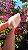 Pink Sugar - Imagem 2