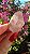 Pink Sugar - Imagem 2