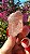 Pink Sugar - Imagem 1
