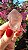 Pink Sugar - Imagem 3