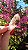 Pink Sugar - Imagem 2