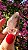 Pink Sugar - Imagem 4