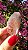 Pink Sugar - Imagem 3