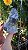Fumê Ísis com Muscovita - Imagem 6