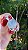 Pingente Phantom Anjo - Imagem 2