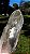 Cristal Ancestral com Albita - Imagem 6