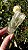 Hiddenita - Imagem 3