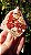 Vanadinita - Imagem 2