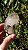 Elestial - Imagem 4