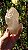 Elestial com Mica - Imagem 1