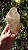 Elestial com Mica - Imagem 2