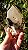Elestial com Mica - Imagem 3