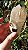 Elestial com Mica - Imagem 8