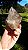 Elestial - Imagem 1