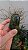 Serpentina - Imagem 3