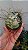 Serpentina - Imagem 2