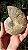 Par de Amonite Fossilizada - Imagem 4