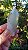 Quartzo Jardim com Clorita - Imagem 3