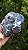 Galena Peruana Extra - Imagem 3