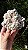 Rosa do Deserto - Imagem 6