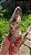 Elestial Extra - Imagem 7