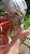 Elestial Extra - Imagem 3