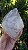 Gerador Elestial - Imagem 11