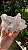 Drusa de Cristal Rosa - Imagem 2