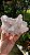 Drusa de Cristal Rosa - Imagem 1