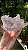Drusa de Cristal Rosa - Imagem 3