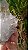 Drusa de Cristal Rosa - Imagem 4