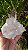Drusa de Cristal Rosa Ísis e Elos do Tempo - Imagem 1