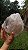 Elestial - Imagem 9