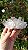 Drusa de Cristal com Hematita - Imagem 1