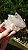 Drusa de Cristal - Imagem 4