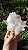 Drusa de Cristal - Imagem 3