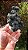 Prehnita - Imagem 2