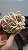 Rosa do Deserto - Imagem 3