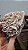 Rosa do Deserto - Imagem 2