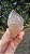 Elestial - Imagem 2