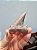 Dente de Tubarão Fossilizado - Imagem 1