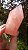 Quartzo Rosa Extra - Imagem 4